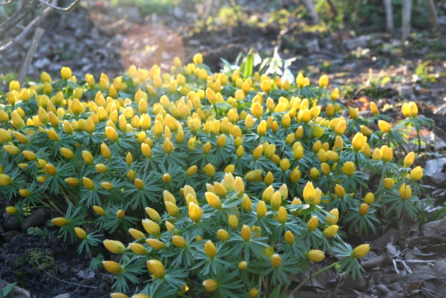 Эрантис хиемелиси галантусы