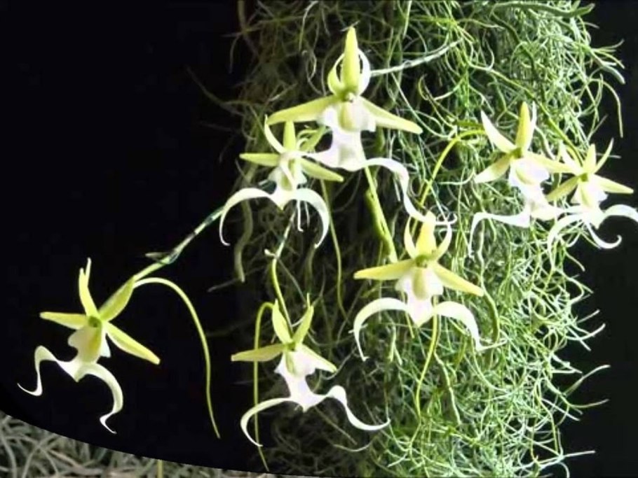 Эрантис Киликийский