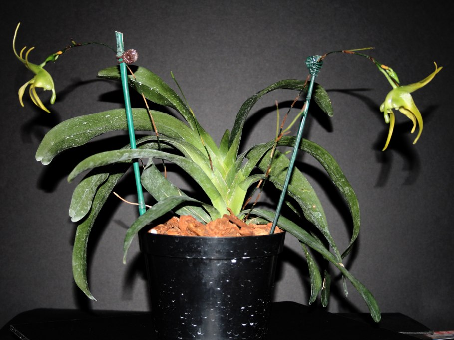 Aeranthes grandiflora × sib