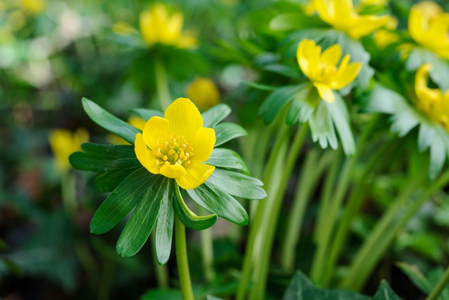 Eranthis longistipitata