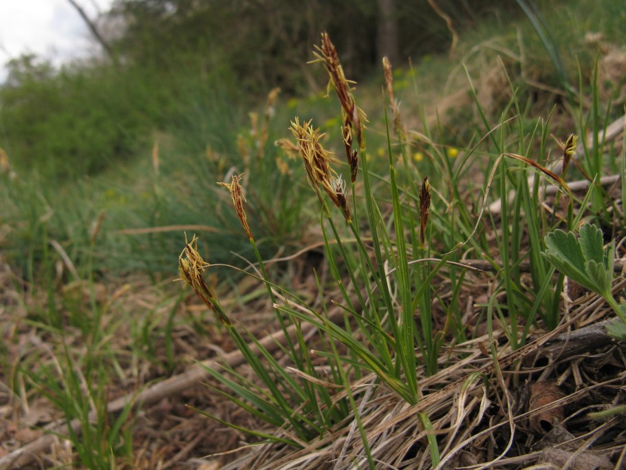 Осока низкая (Carex humilis)