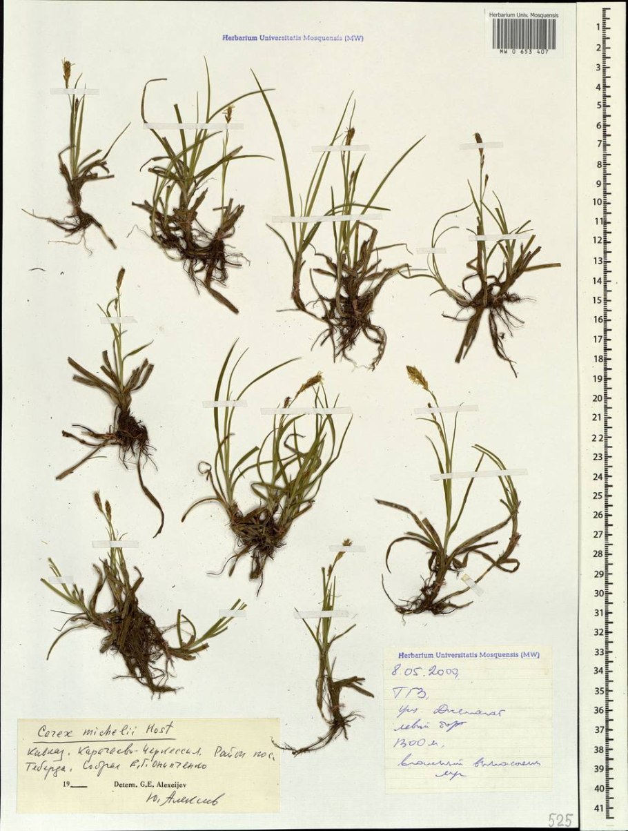 Дихостилис Микели