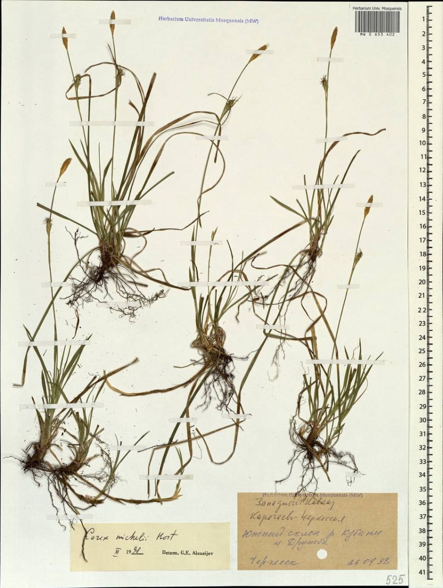 Дихостилис Микели