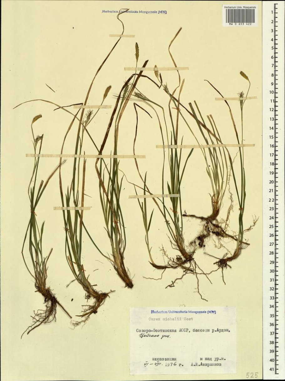 Carex hordeistichos