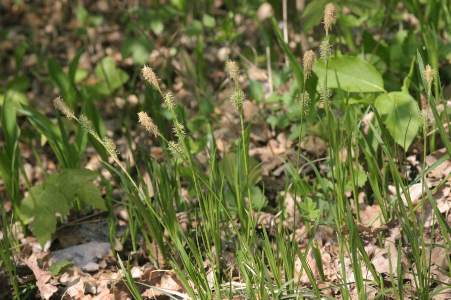 Carex leporina l.