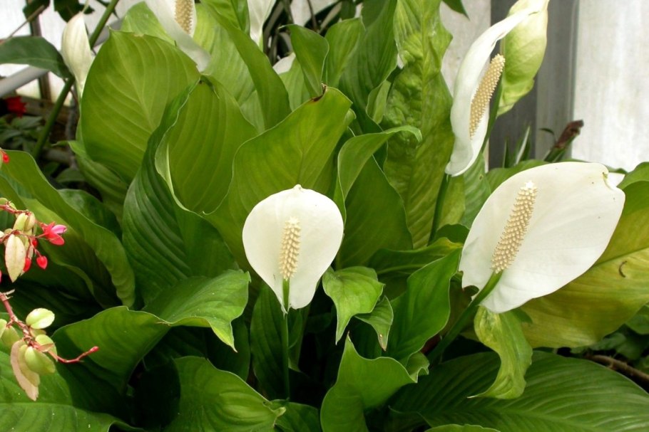 Ароидные Джоппи