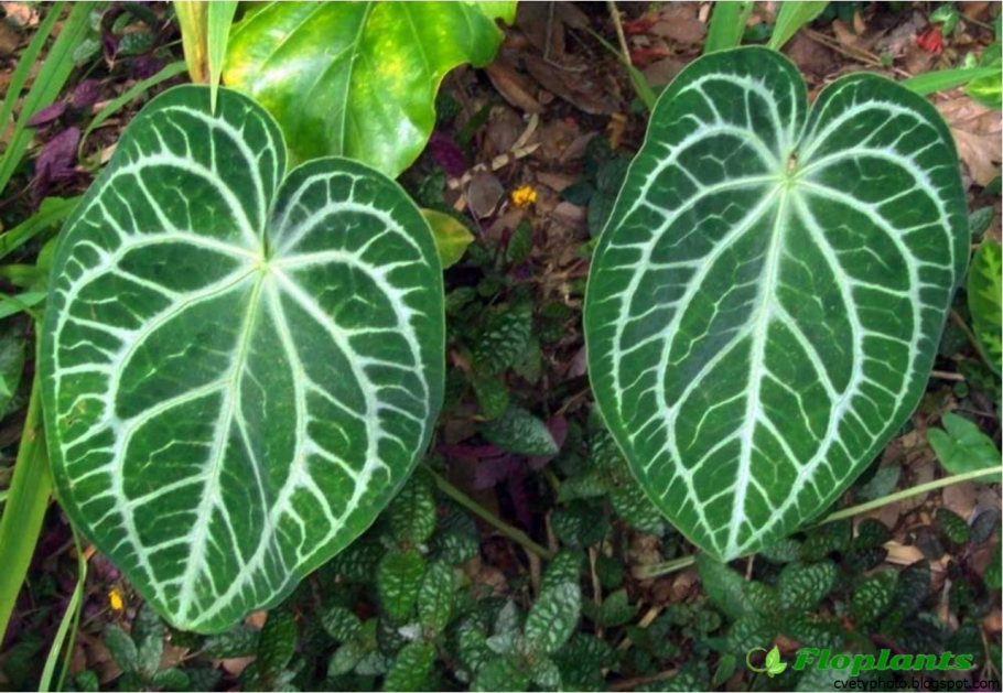 Anthurium Magnificum