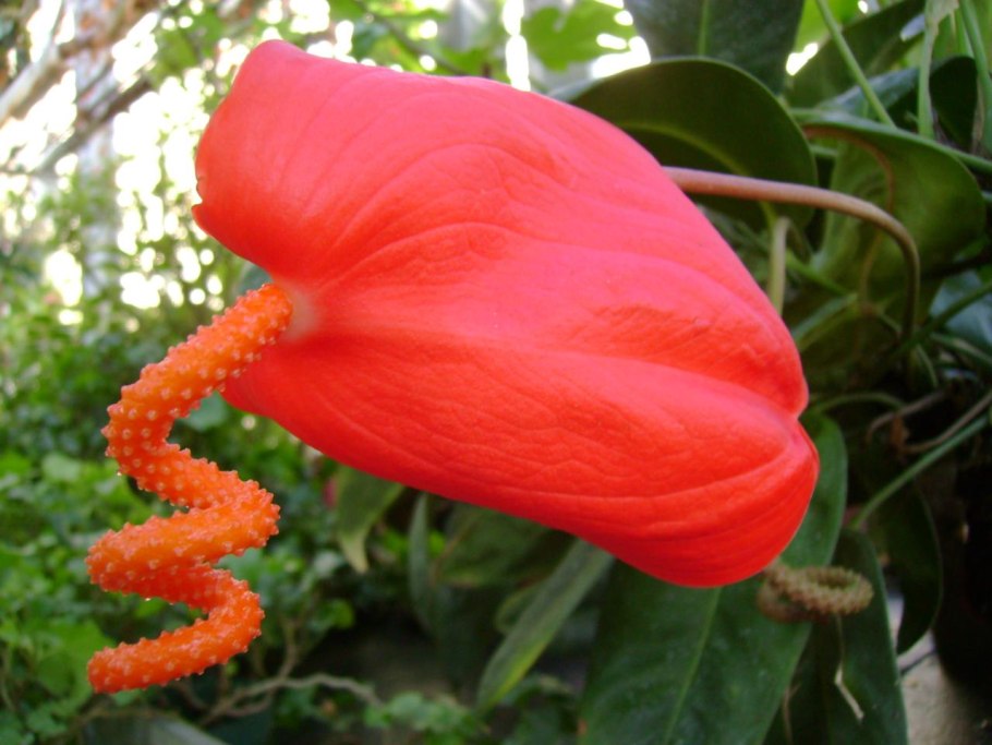 Алоказия фиолетовая