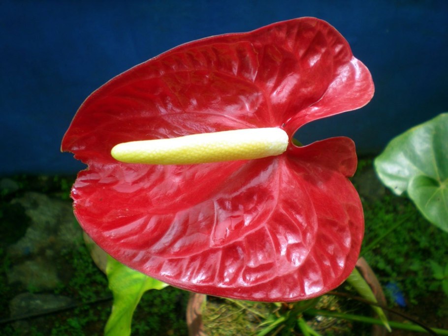 Спатифиллум (Spathiphyllum)