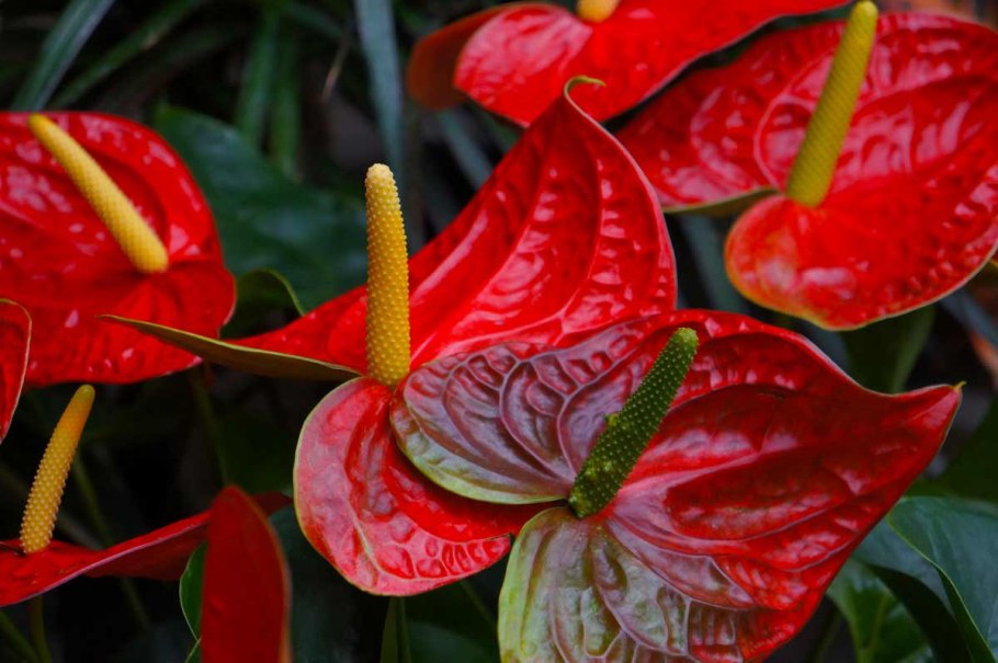 Алоказия Вариегата