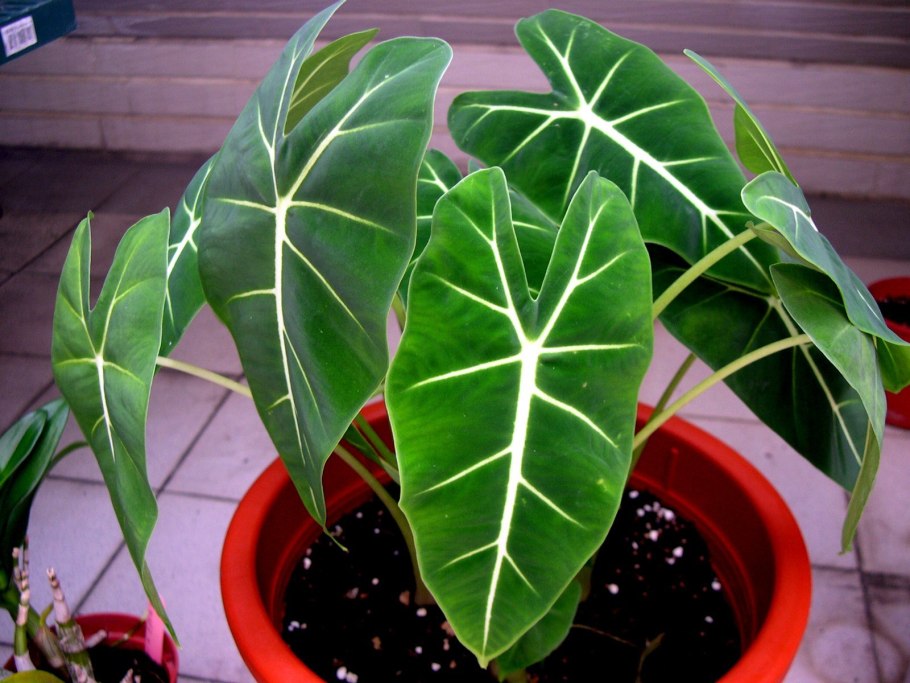 Антуриум Небраска