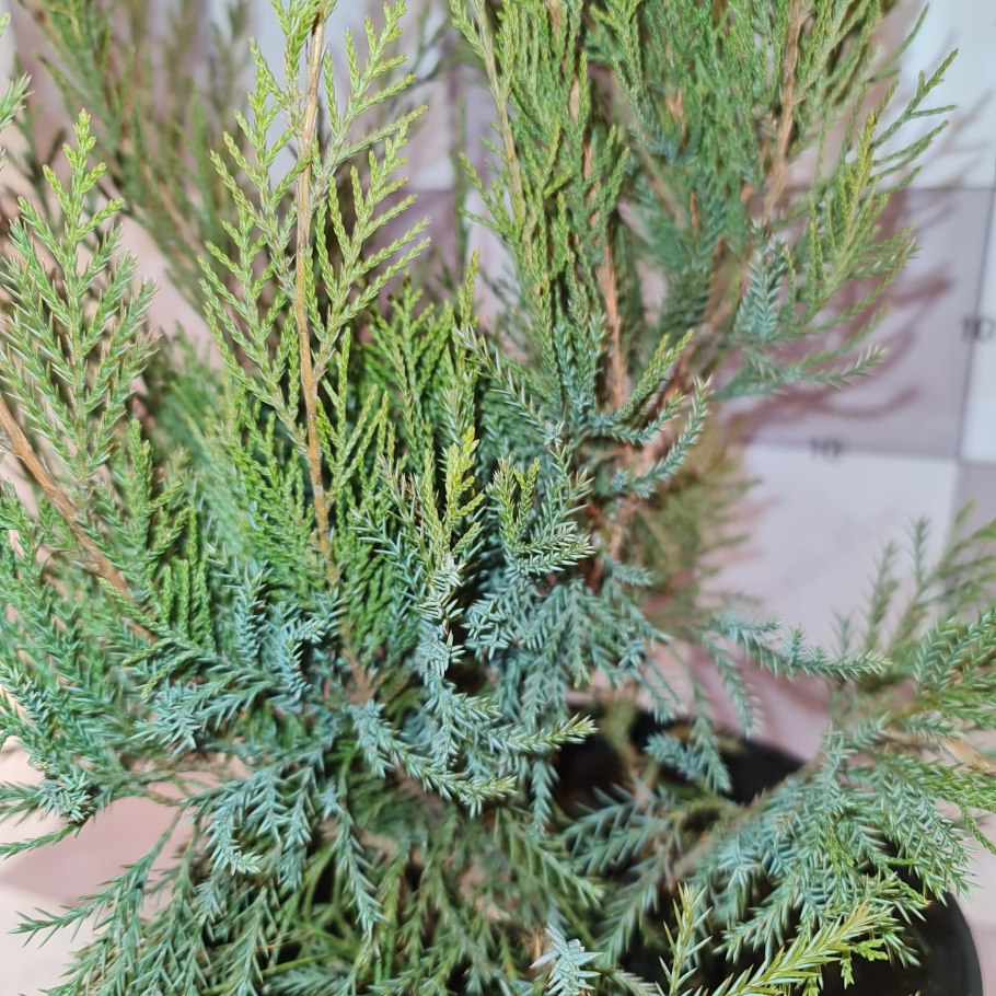 Можжевельник длиннолистный