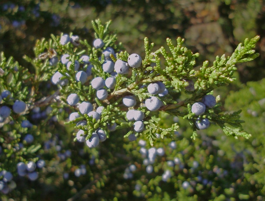 Можжевельник Кедровый