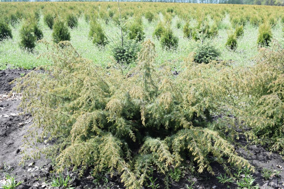 Juniperus chinensis parsonii