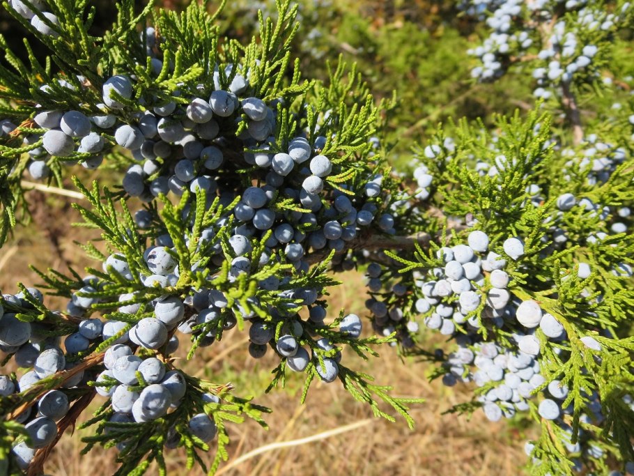 Можжевельник Средиземноморский
