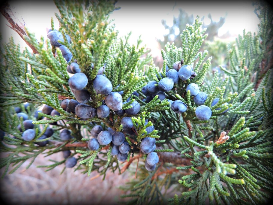 Juniperus horizontalis
