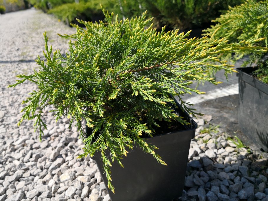 Можжевельник Juniperus Excelsa)