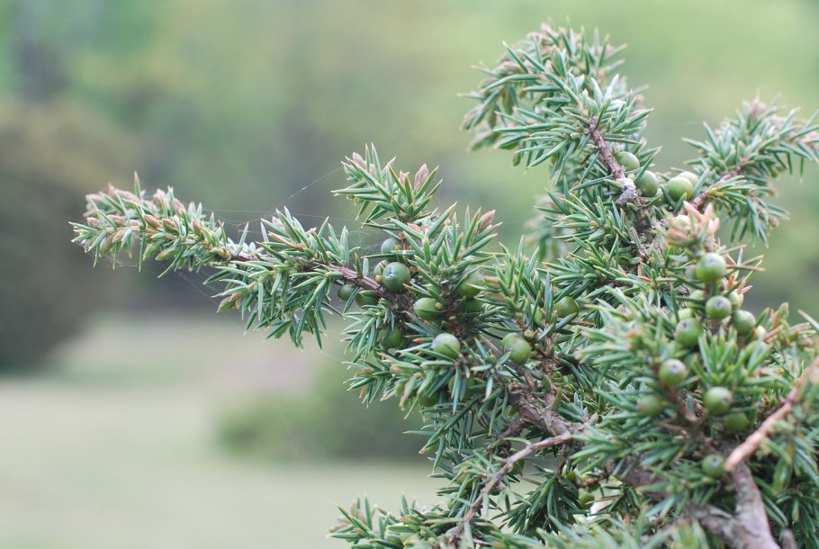 Можжевельник Туркестанский