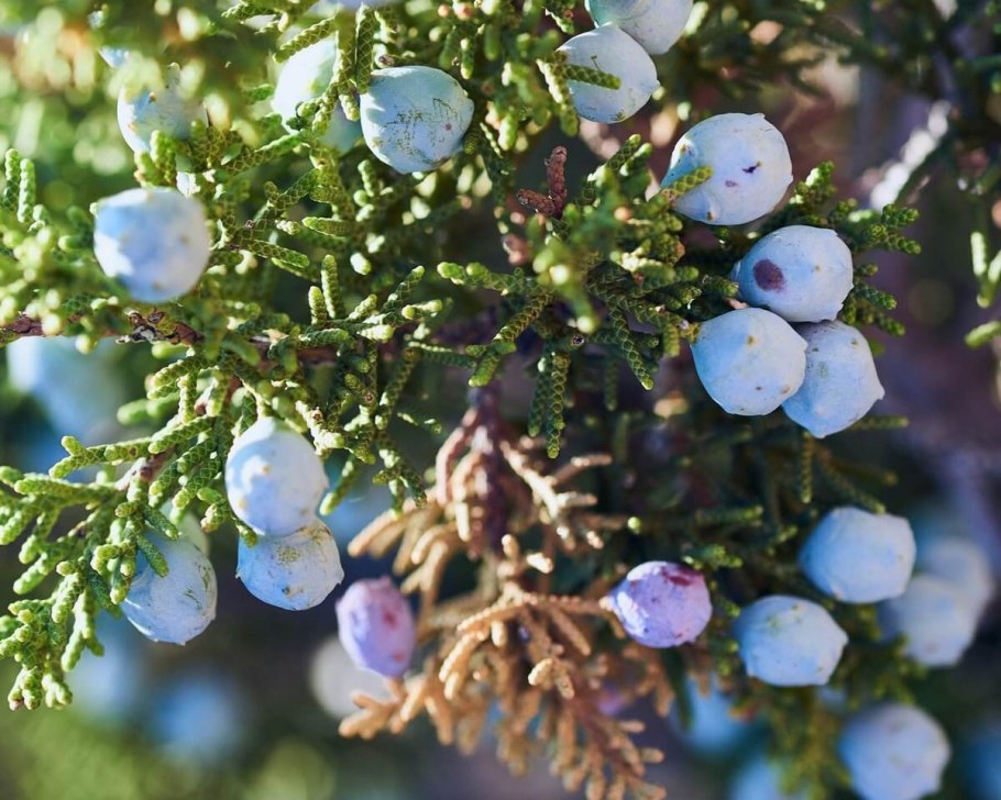 Можжевельник обыкновенный Шишкоягоды