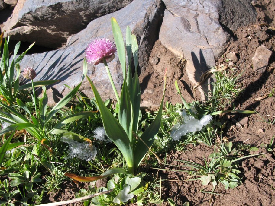 Горные цветы Памира