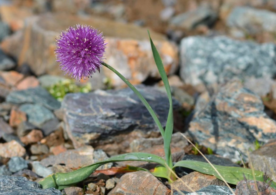 Allium platyspathum subsp. Amblyophyllum