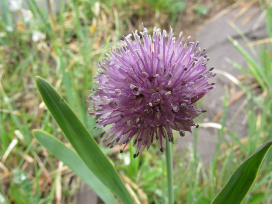 Лук остроконечный