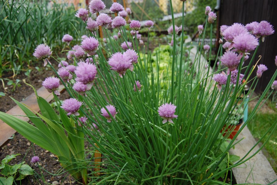 Лук Египетский многоярусный