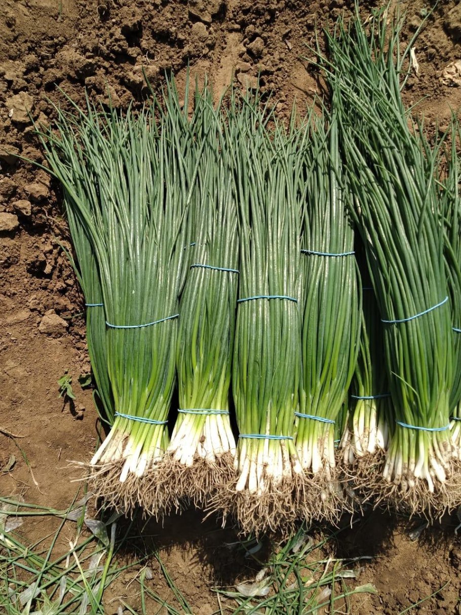 Локарно лук зеленый