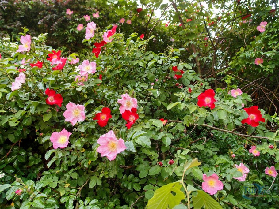 Rosa Canina var.Pfanders
