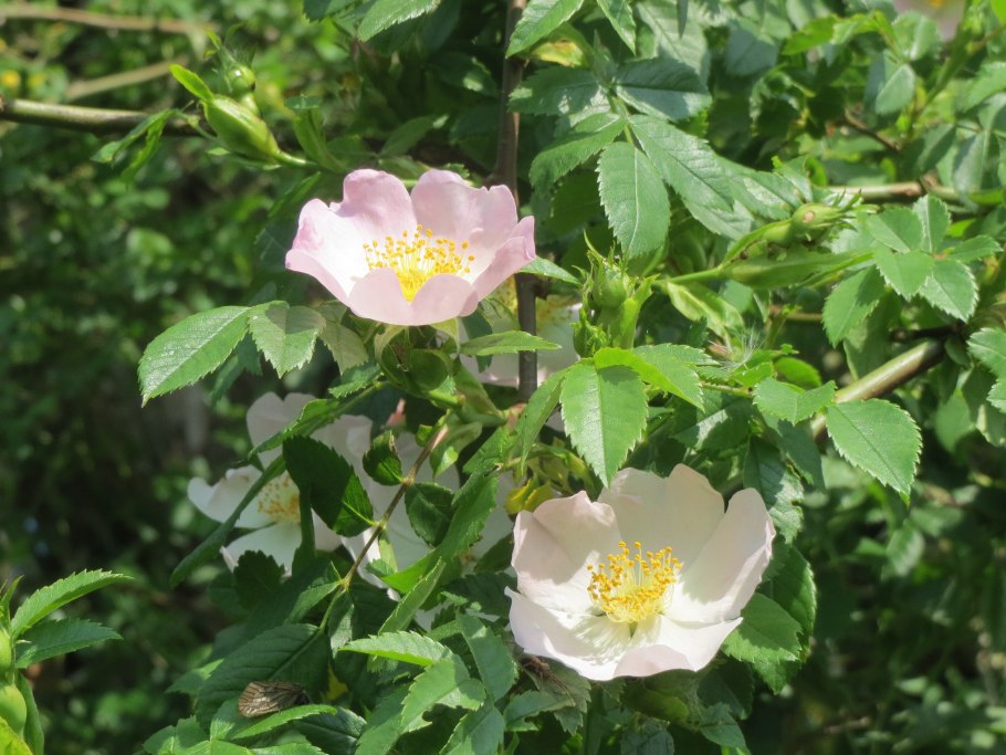 Шиповник Альба Агбина