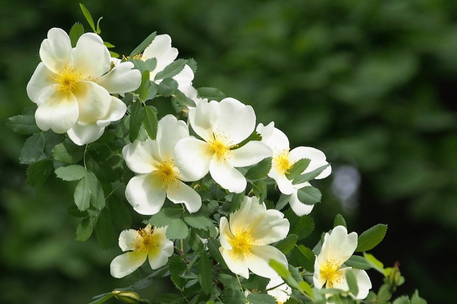 Роза кокандская