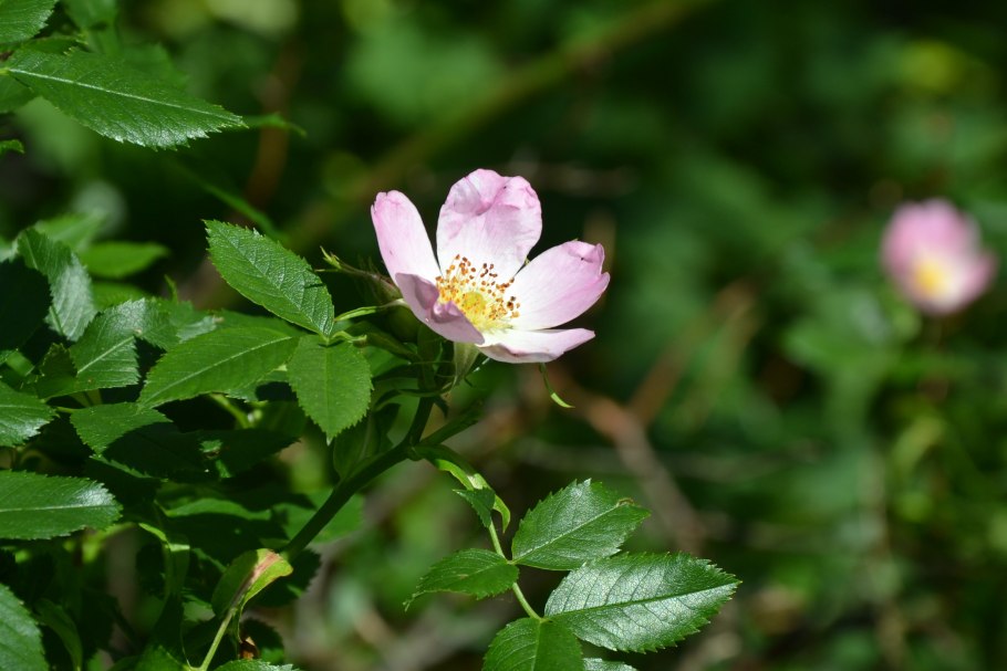 Шиповник розовидный