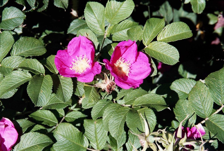 Шиповник беременная