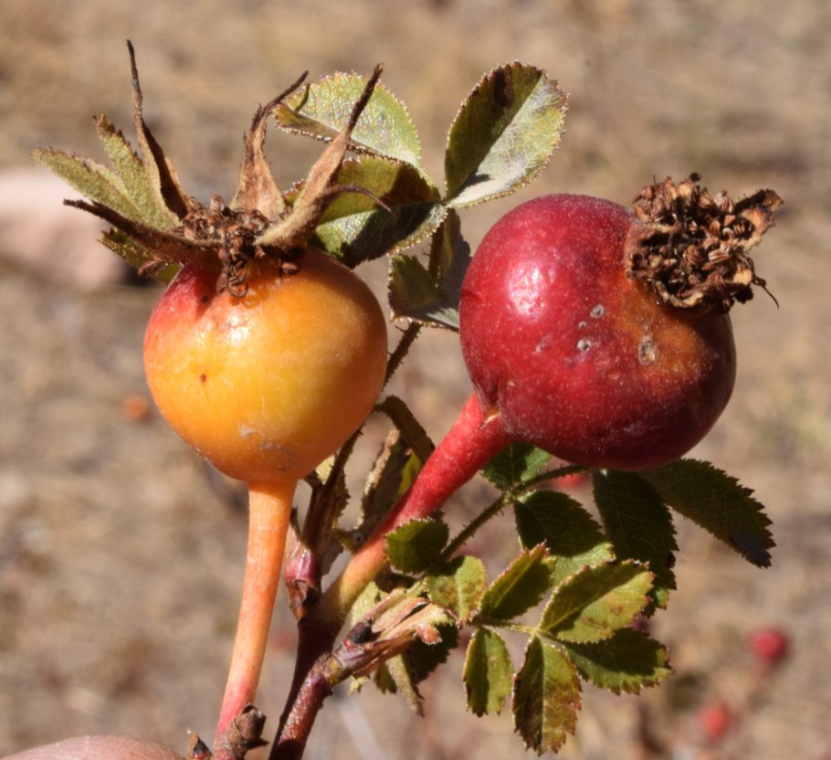Rosa kokanica плоды