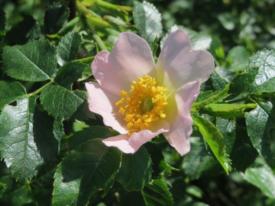 Шиповник Хьюго