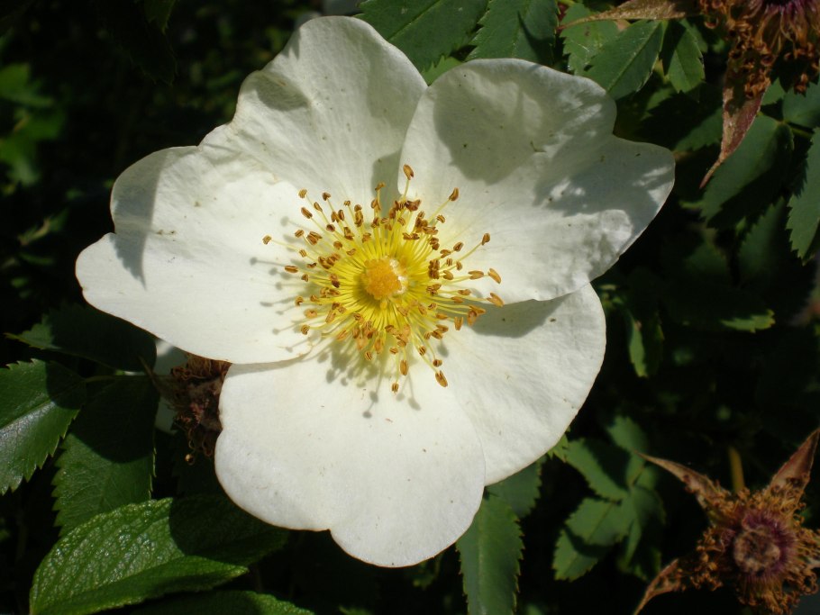 Роза Нозоми