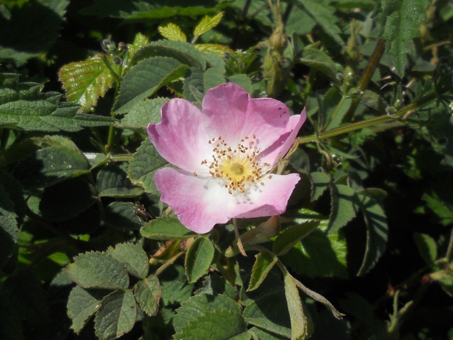 Шиповник Хьюго