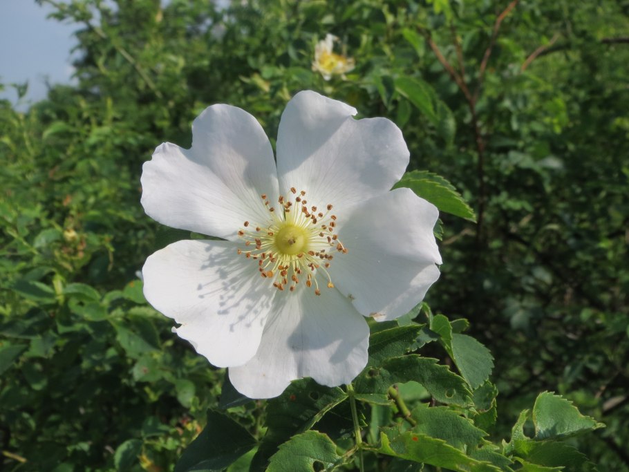 Роза шиповник белая