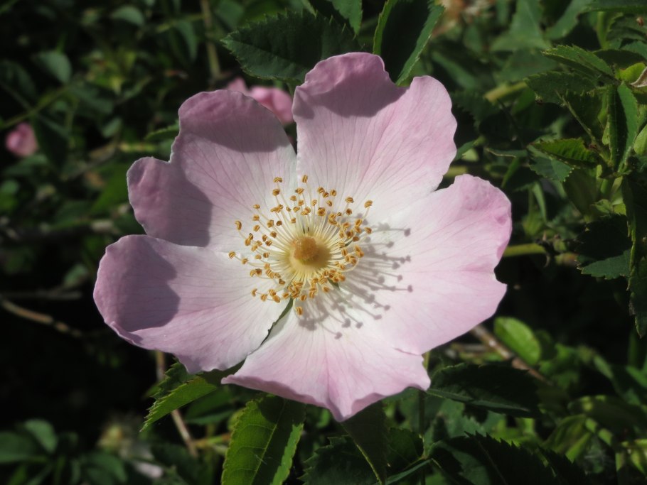 Шиповник канина лакса