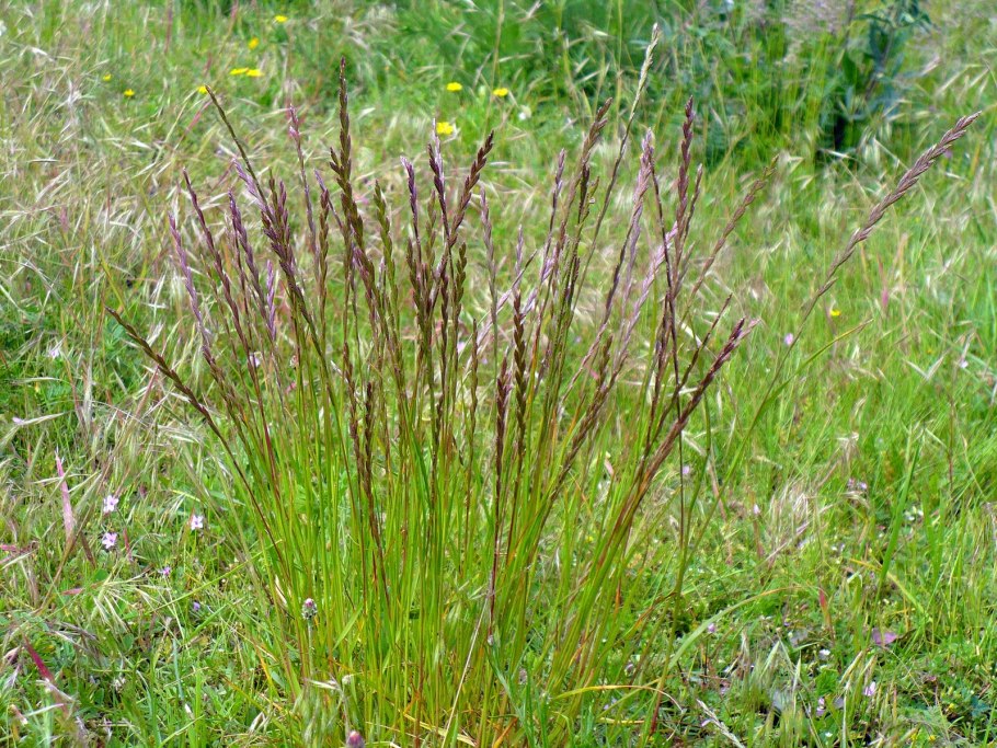 Маргарита Житняк