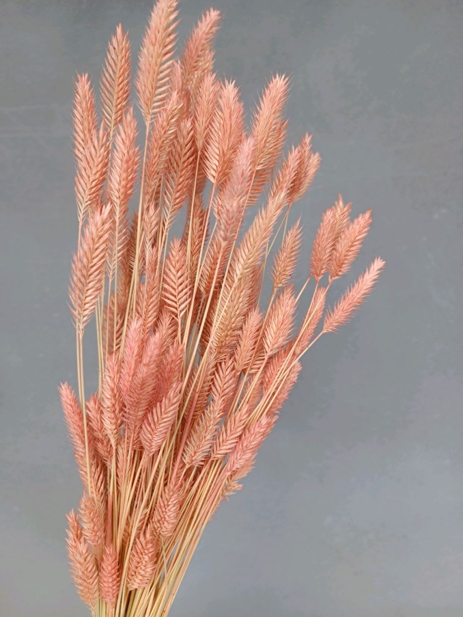 Agropyron cristatum