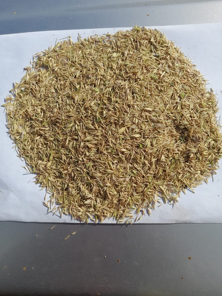 Житняк пушистоцветковый