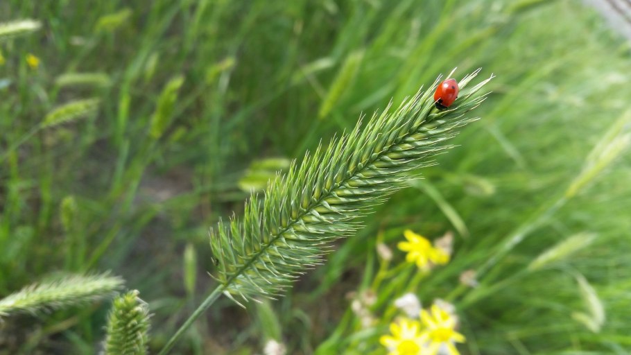 Пырей гребенчатый Agropyron cristatum