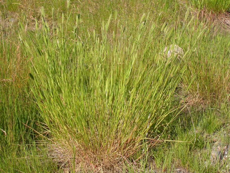 Agropyron cristatum