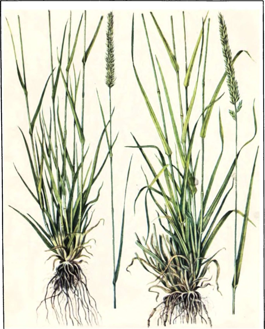 Житняк Agropyron