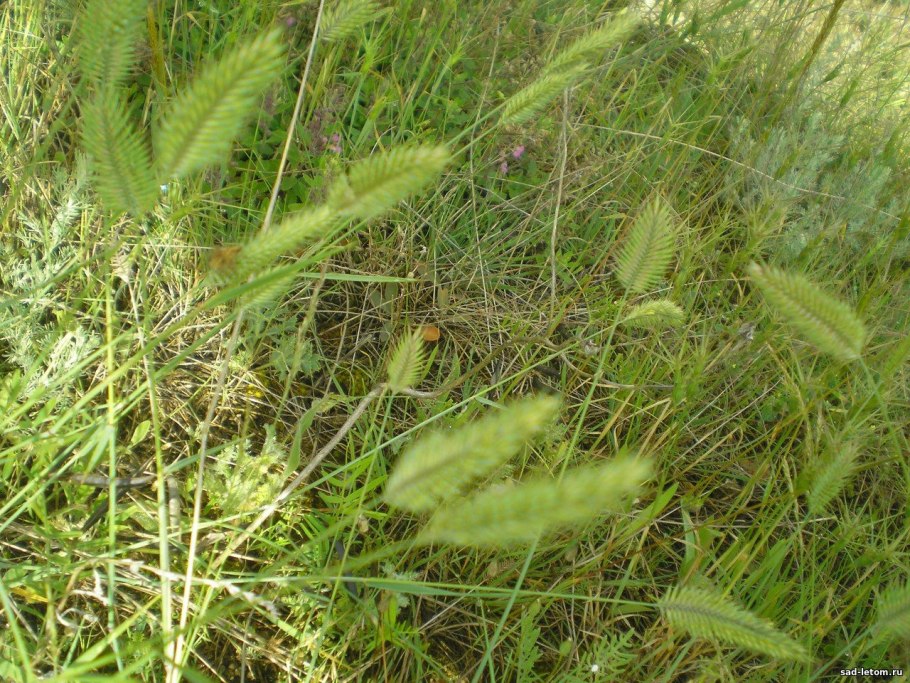 Житняк пушистоцветковый