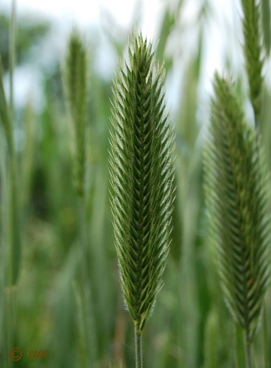Житняк гребневидный Agropyron pectinatum