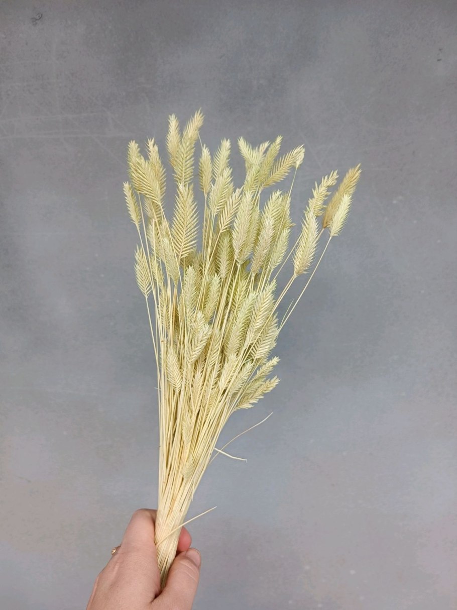 Сухоцвет тритикум пшеница