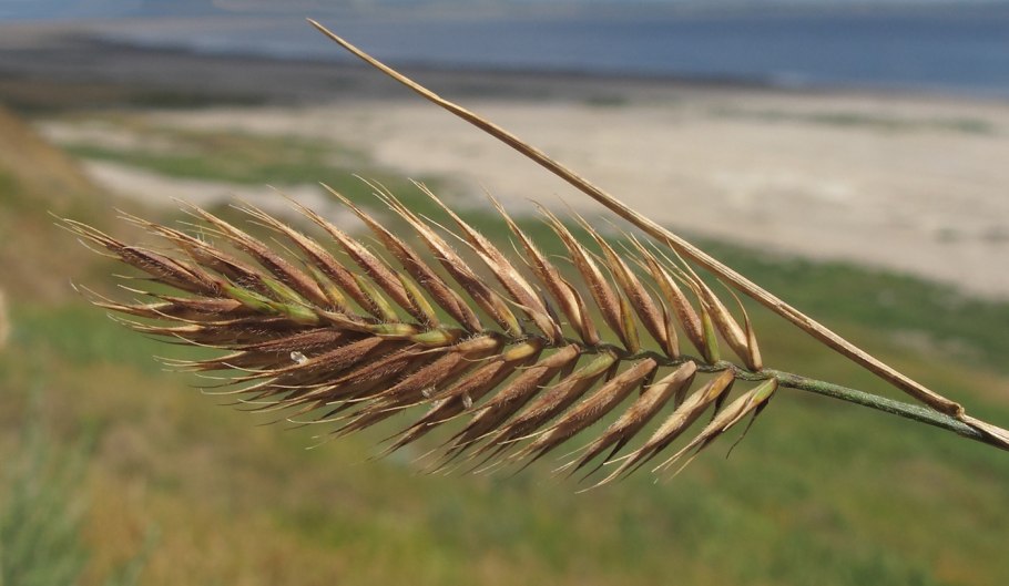 Житняк Крылова