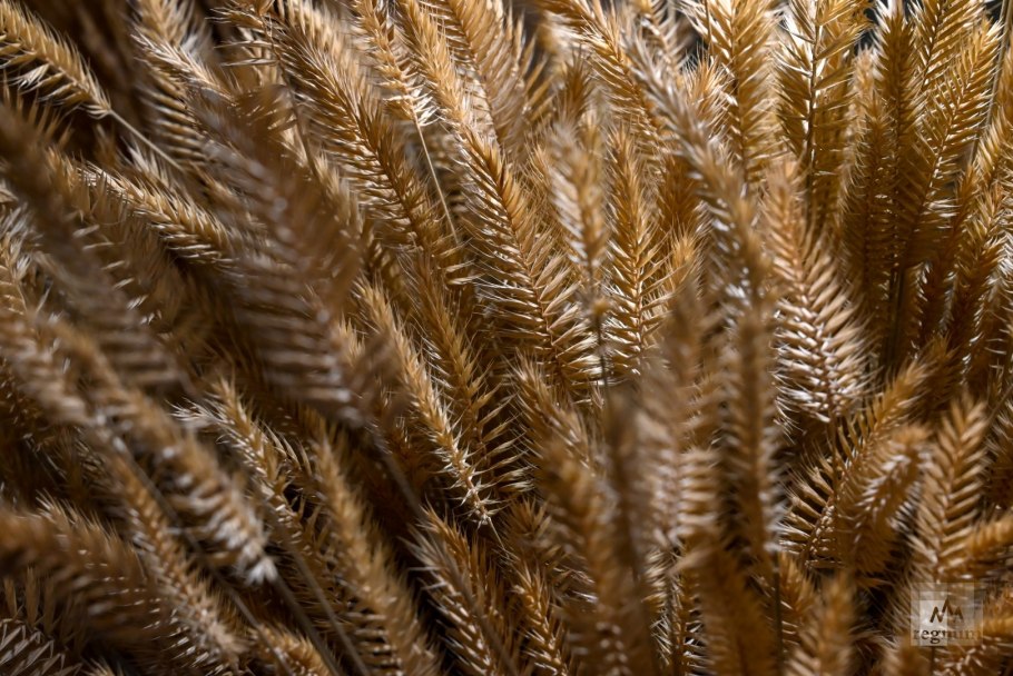 Пеннисетум щетинистый (pennisetum setaceum)